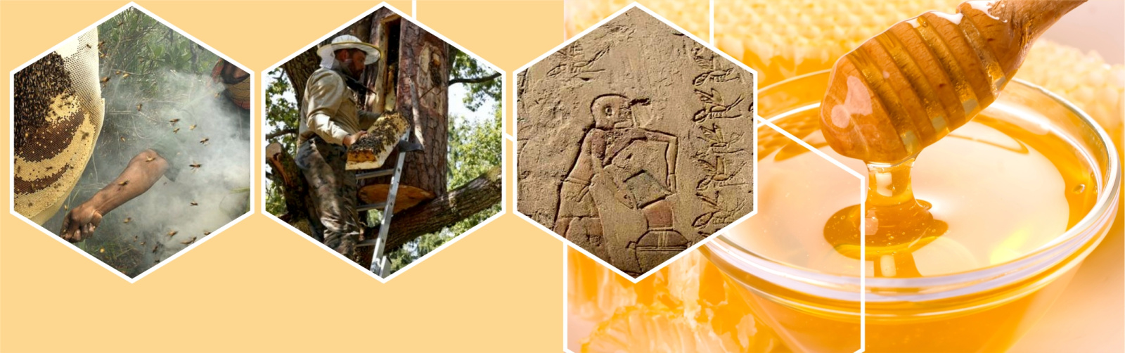 Древнейший человек и мед диких пчел: охота за жидким золотом Древнейший человек и мед диких пчел: охота за жидким золотом