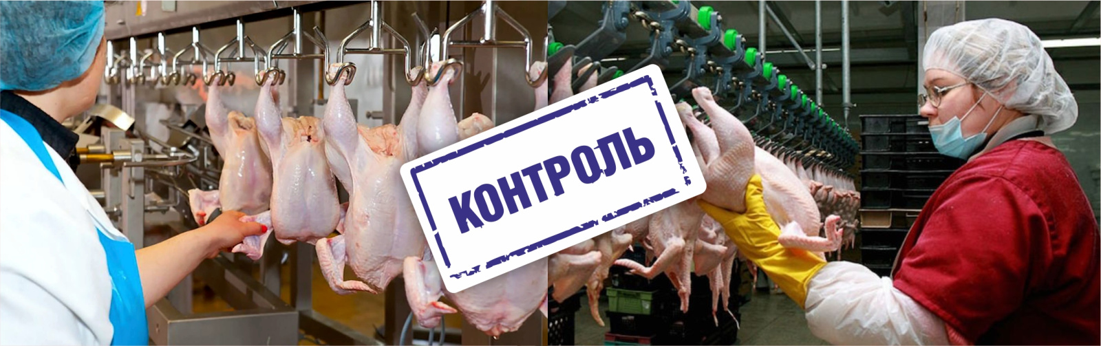 Контроль качества мяса птицы