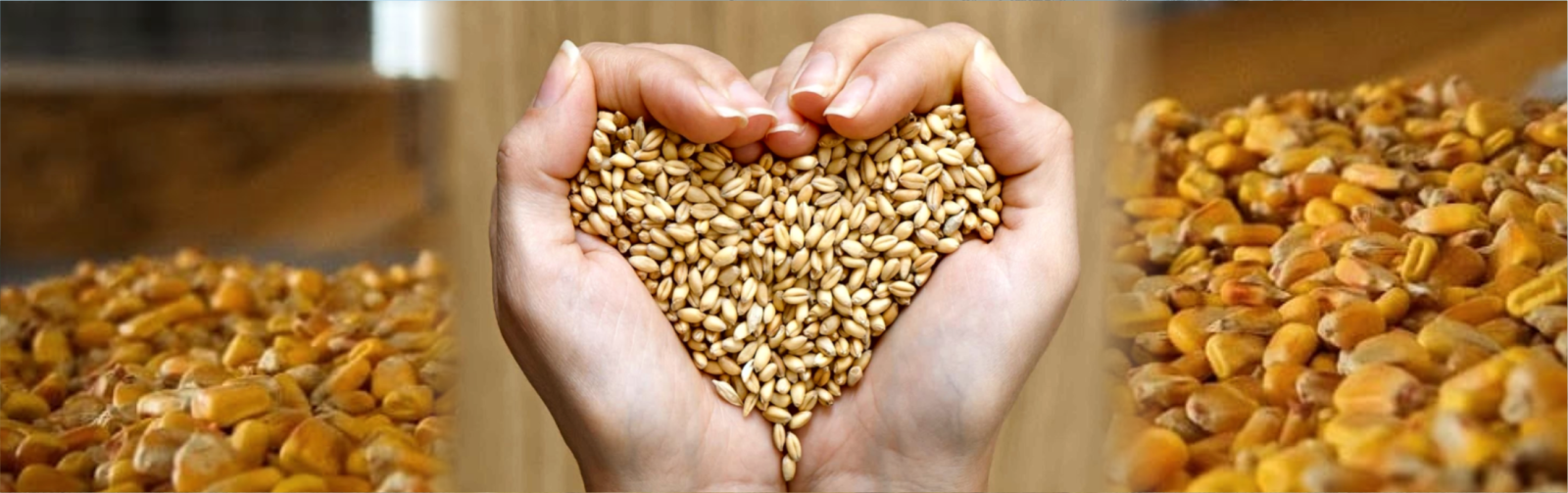 Экспресс-методы контроля качества при хранении зерна