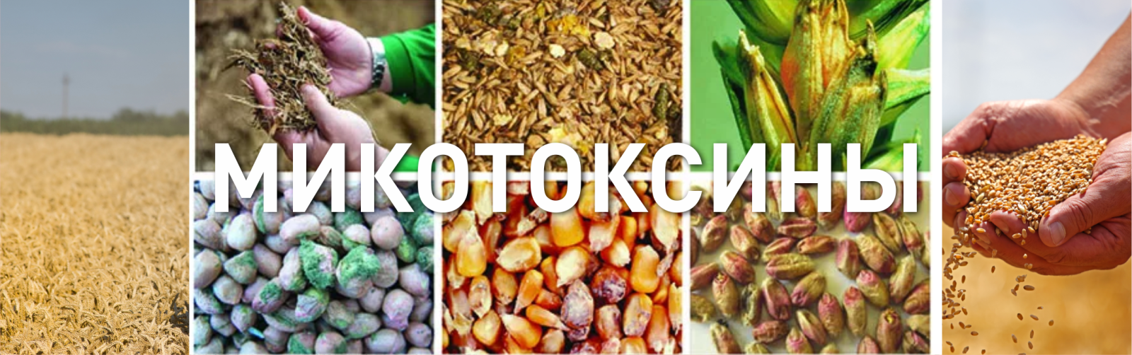 Экспресс-анализ зерна в поле